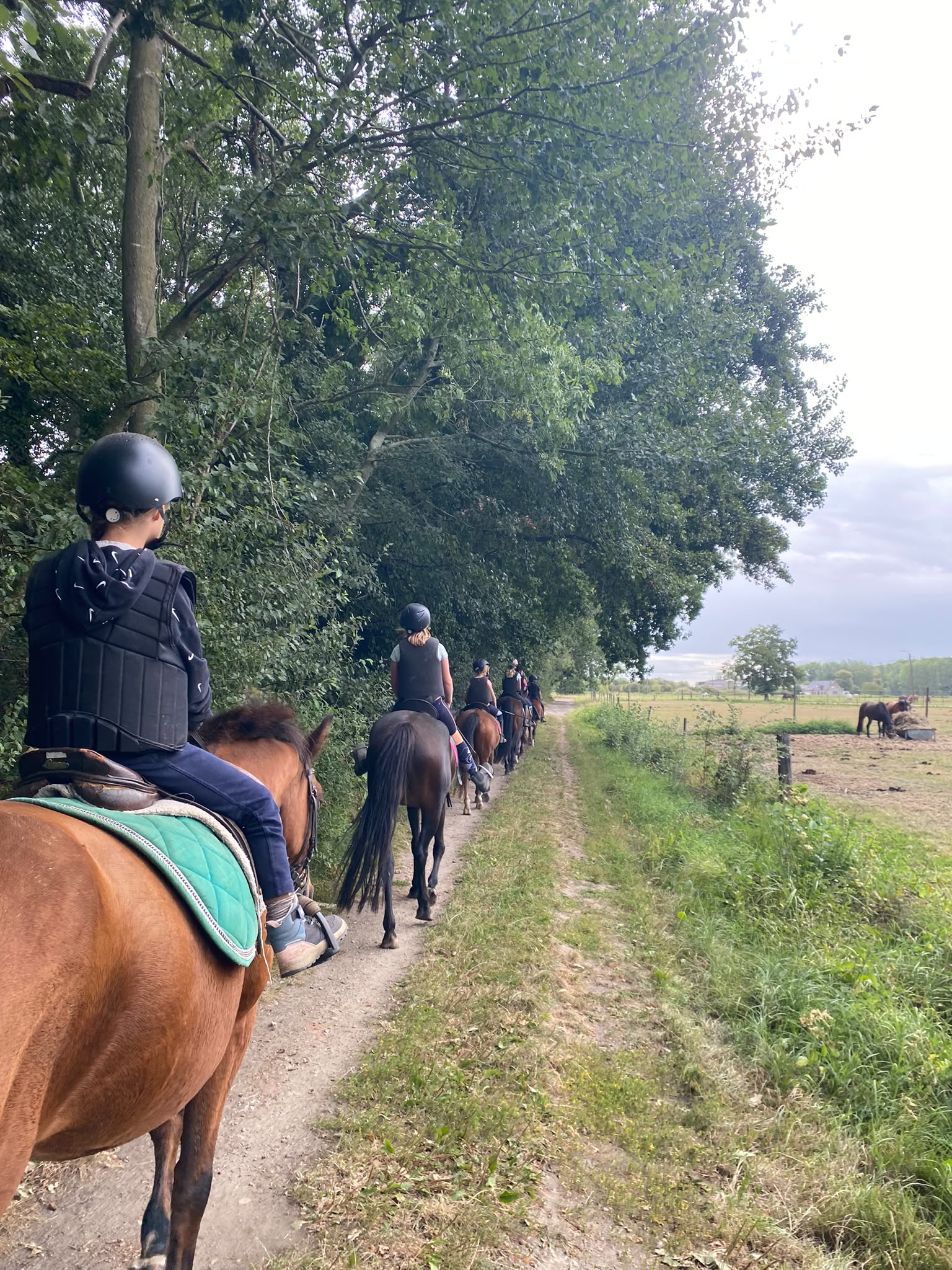 Ponykamp Bartvelden @Kessel (zw8 '26) - Afbeelding 2